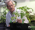 James Westwood, of Virginia Tech, studies Cuscuta, a plant that has no need for photosynthesis.